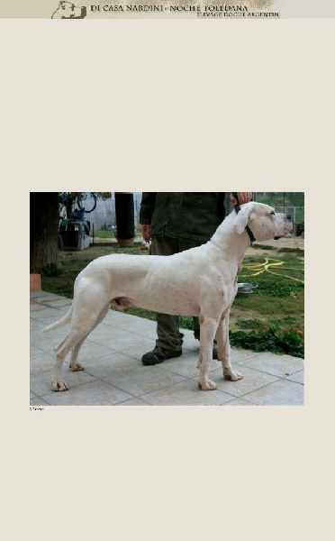 Publication : de la noche toledana Auteur : Nardini elsa