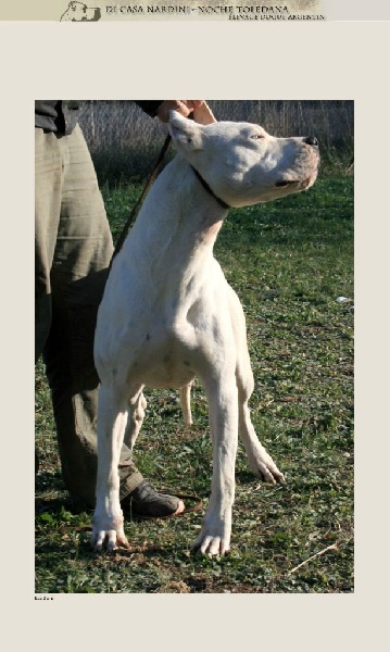 Publication : du Domaine du Sable Blanc Auteur : Nardini elsa