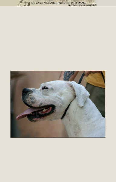 Publication : de la noche toledana Auteur : Nardini elsa