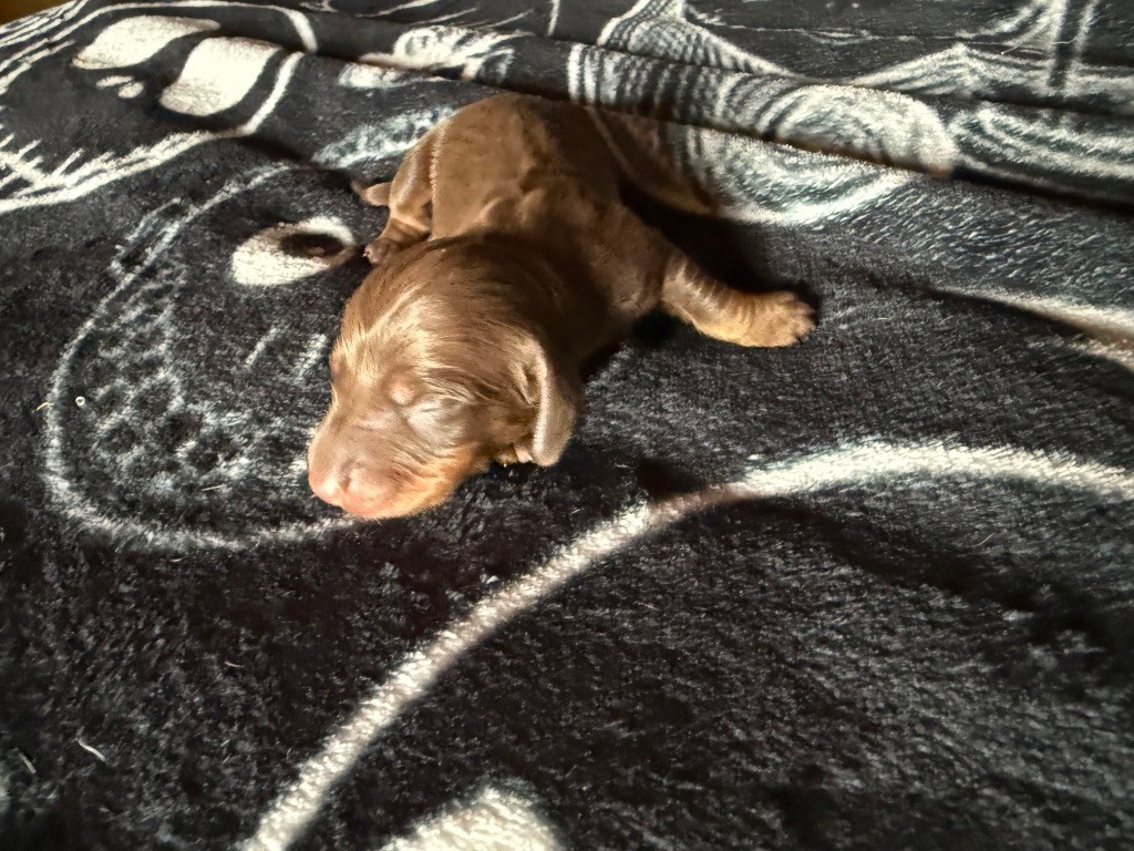 Tapis rond personnalisé pour chien, teckel - Tapis pour chambre de