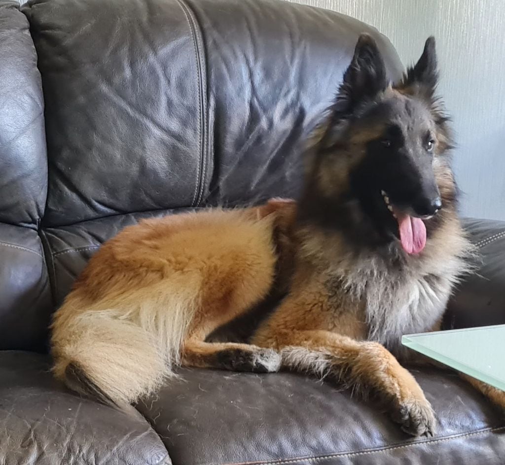 Take a bow dit taiga Shepherds Of Paradise