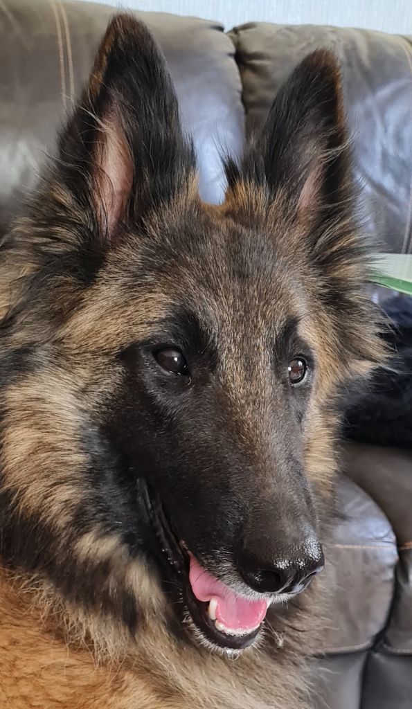 Take a bow dit taiga Shepherds Of Paradise