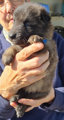 Les chiots de Berger Belge