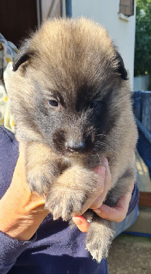 Les chiots de Berger Belge