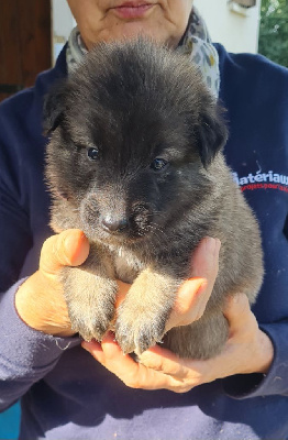 Les chiots de Berger Belge