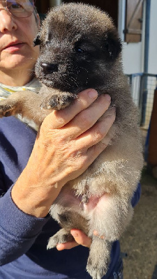 Les chiots de Berger Belge