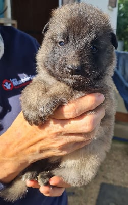 Les chiots de Berger Belge