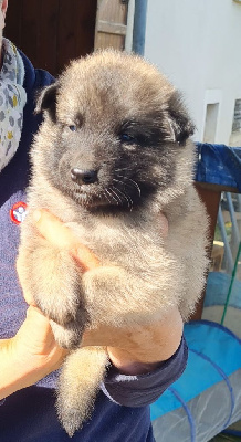 Les chiots de Berger Belge