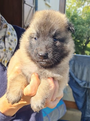 Les chiots de Berger Belge