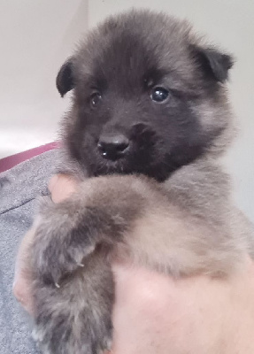 Les chiots de Berger Belge