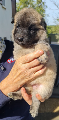 Les chiots de Berger Belge