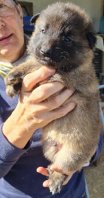 Les chiots de Berger Belge