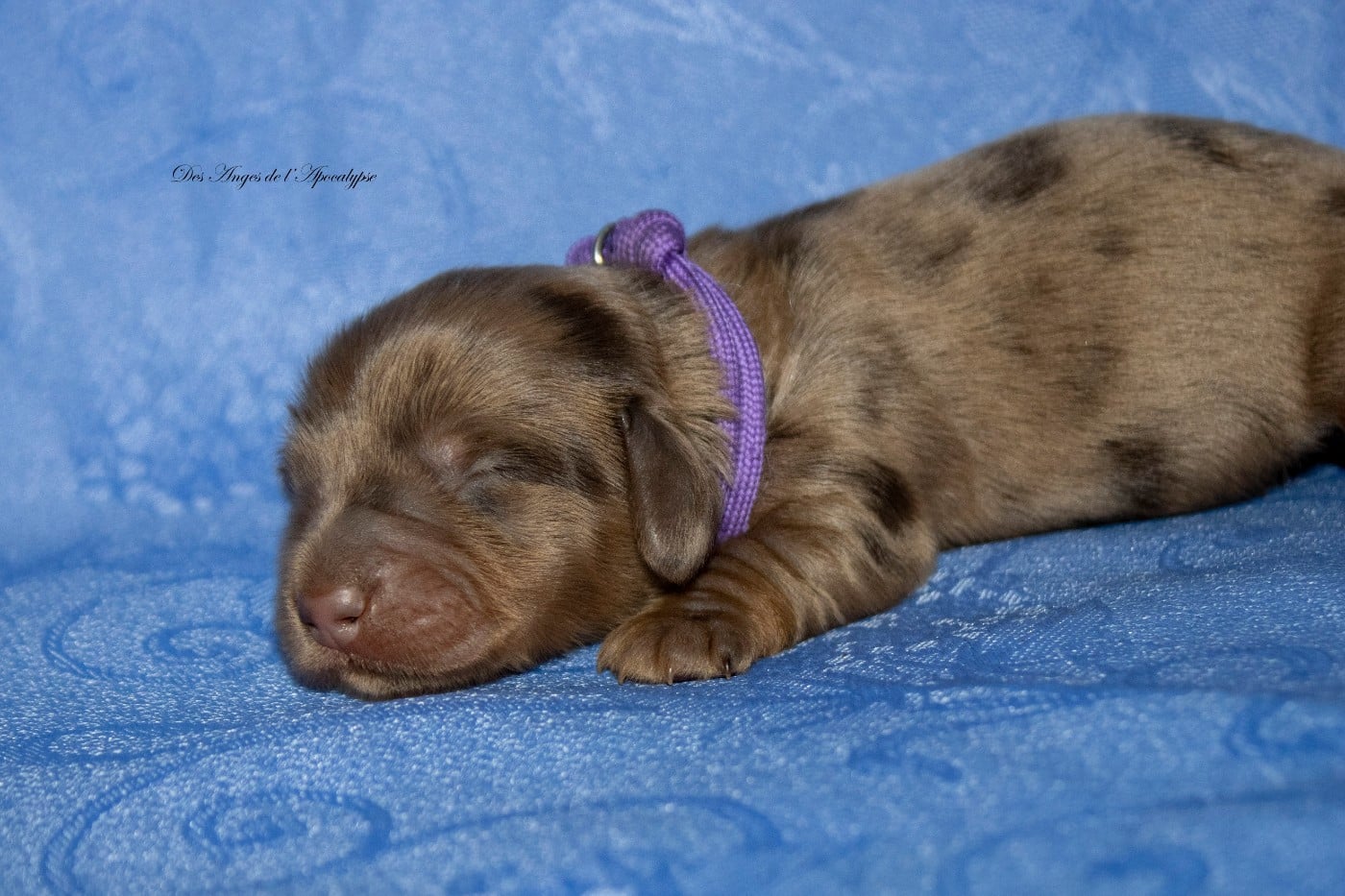 ANAKIN MAGNIER "KINOU"