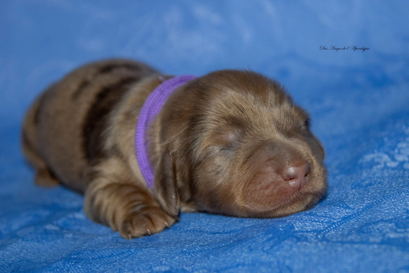 ANAKIN MAGNIER "KINOU"