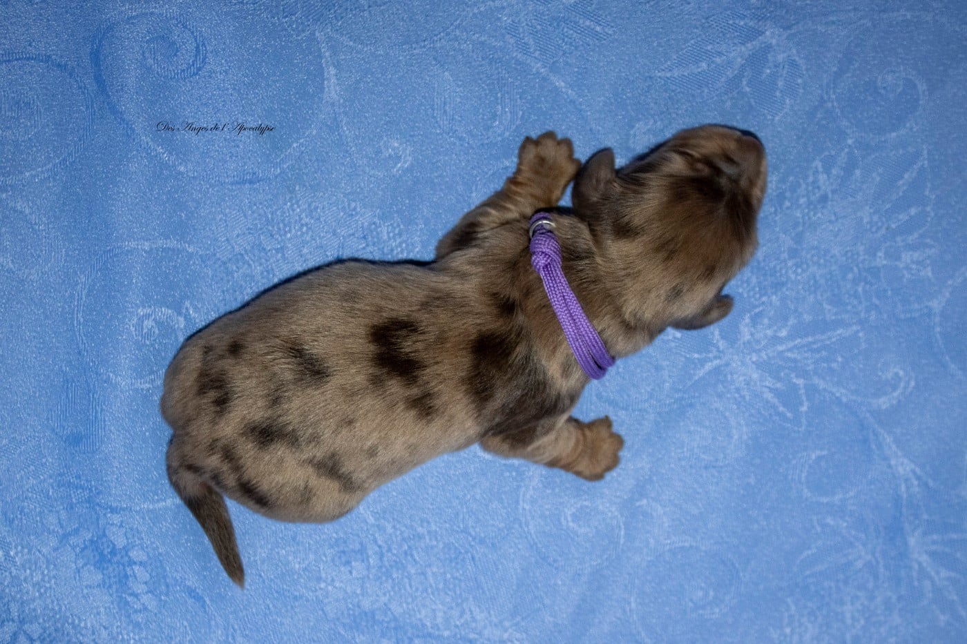 ANAKIN MAGNIER "KINOU"