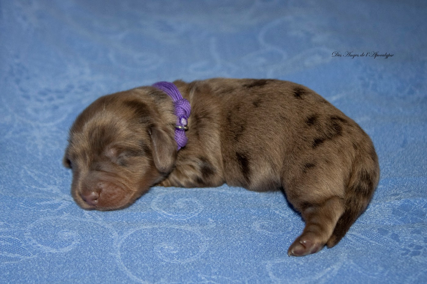 ANAKIN MAGNIER "KINOU"