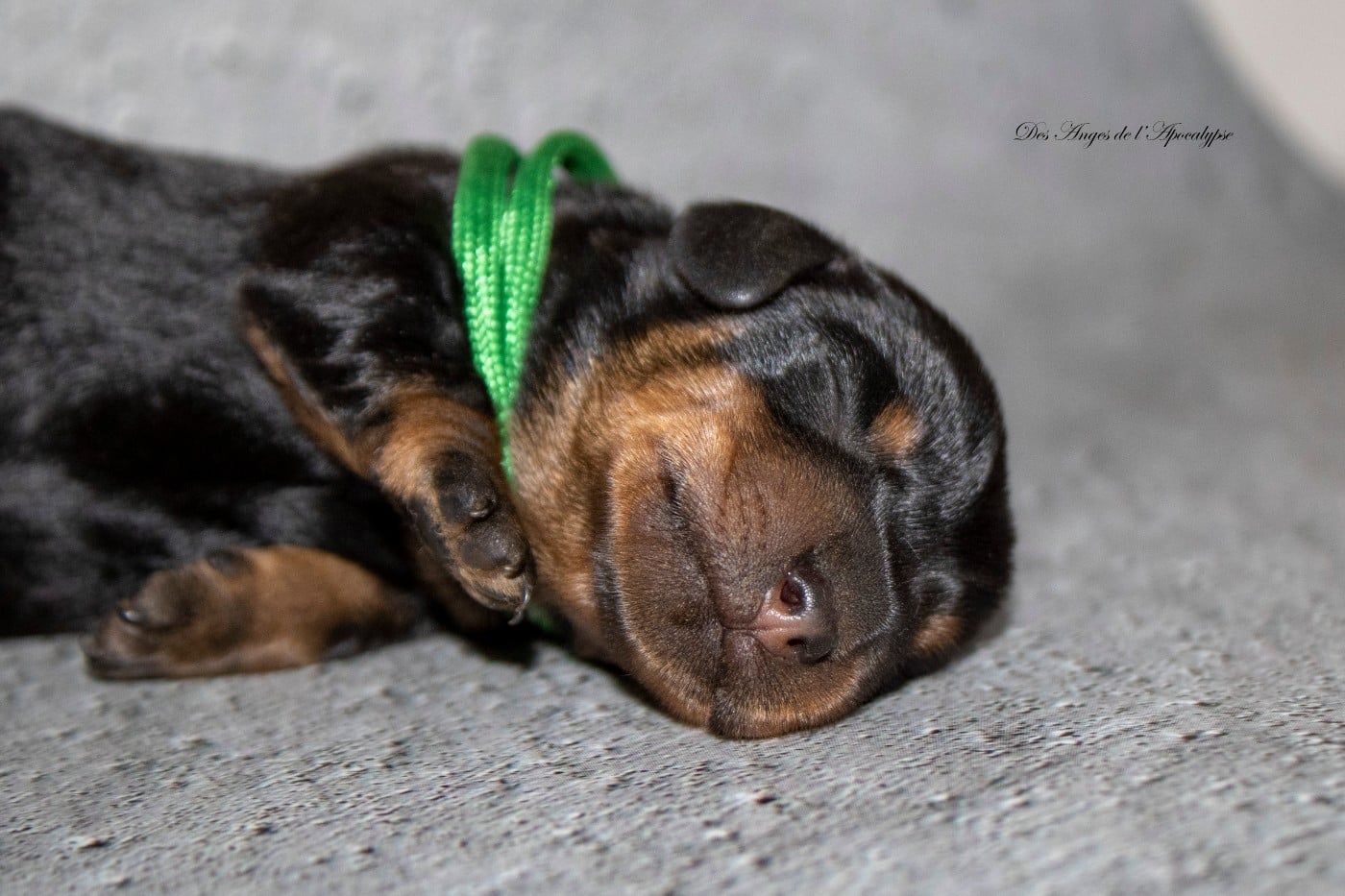Chiot Teckel poil dur
