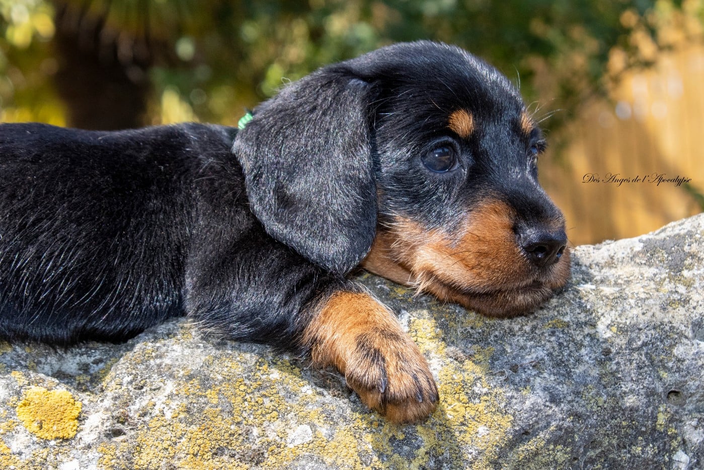 BLACK PEARL "JACK"