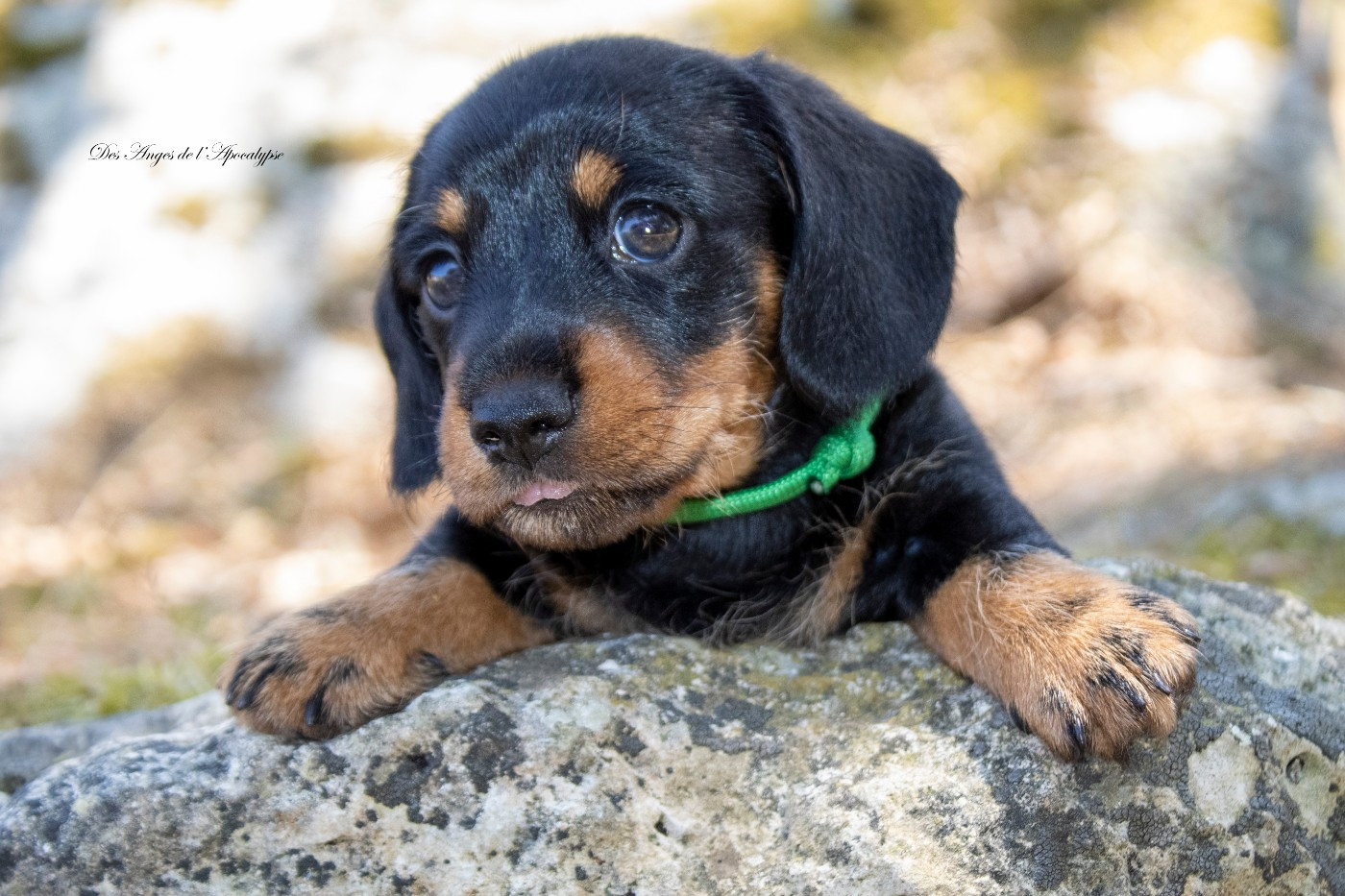 BLACK PEARL "JACK"