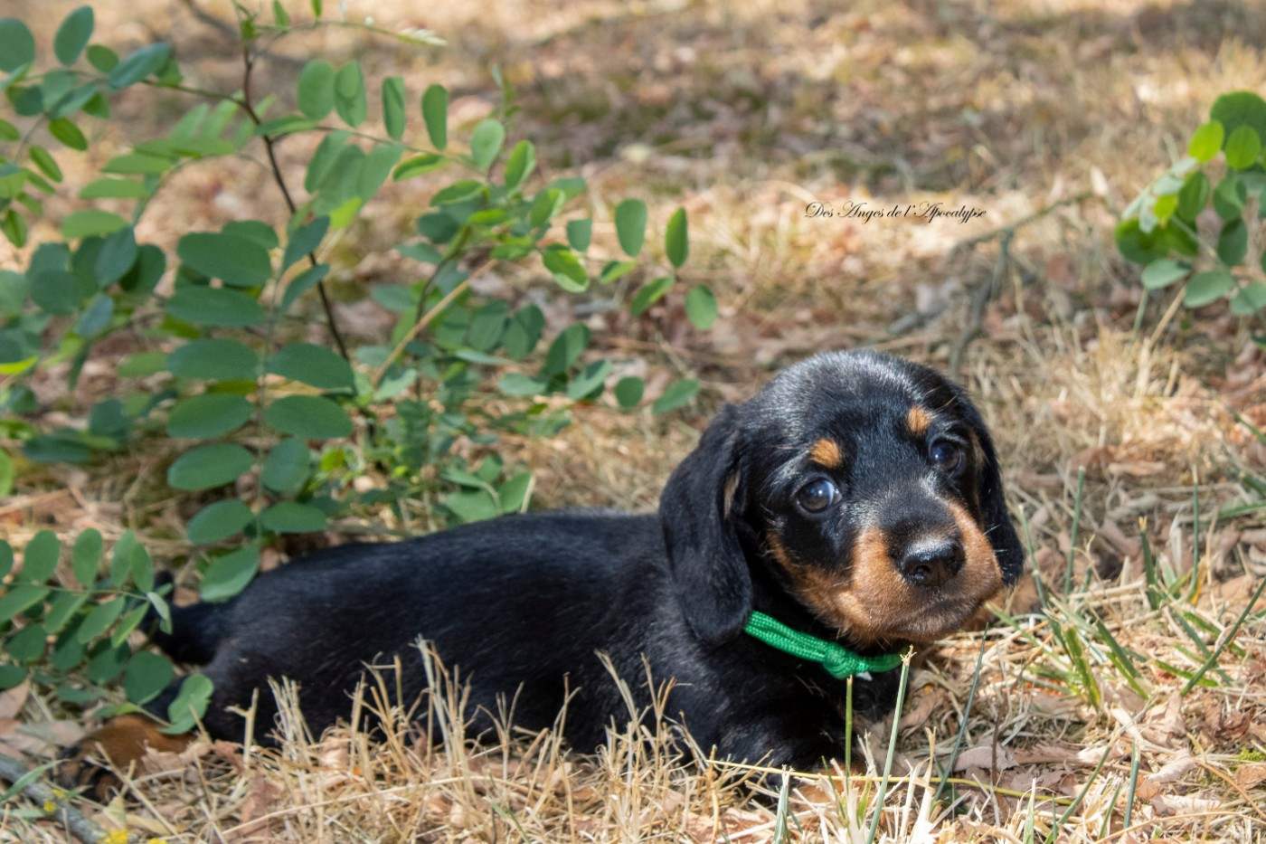 BLACK PEARL "JACK"