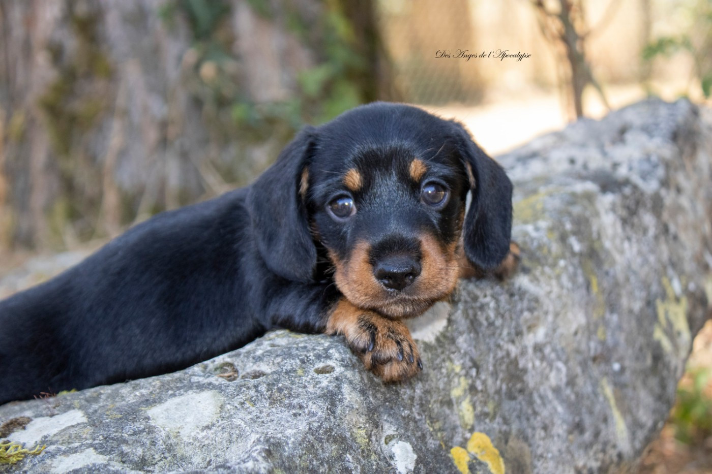 BLACK PEARL "JACK"