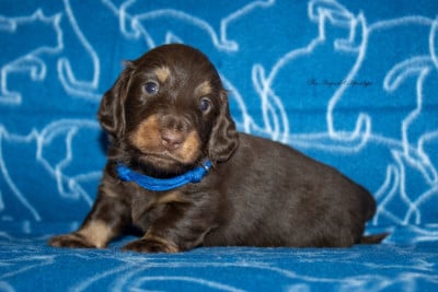 Les chiots de Teckel poil long