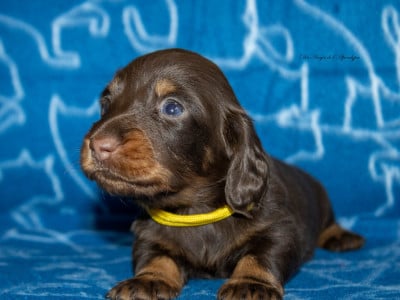 Les chiots de Teckel poil long