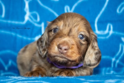 Les chiots de Teckel poil long