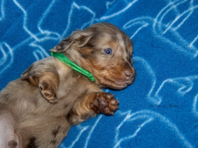 Les chiots de Teckel poil long