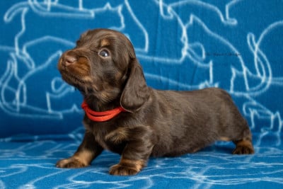 Les chiots de Teckel poil long