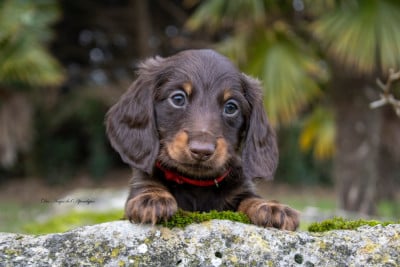 Les chiots de Teckel poil long