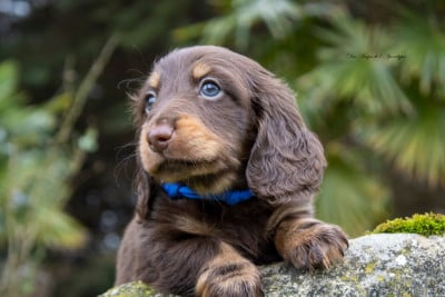 Les chiots de Teckel poil long