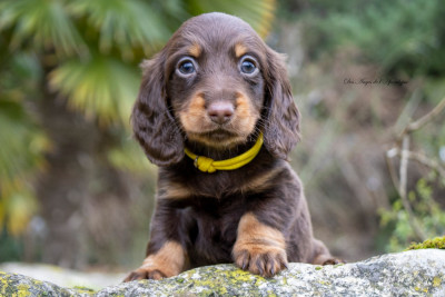 Les chiots de Teckel poil long