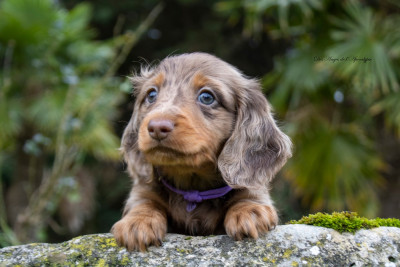 Les chiots de Teckel poil long