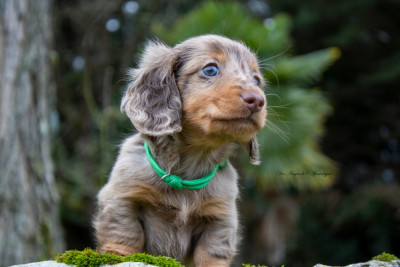 Les chiots de Teckel poil long