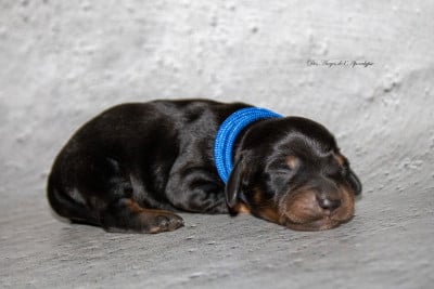 Les chiots de Teckel poil long