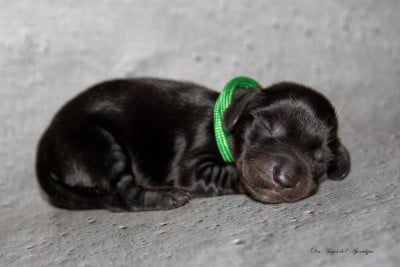 Les chiots de Teckel poil long