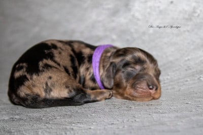 Les chiots de Teckel poil long