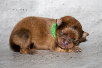 Les chiots de Spitz allemand