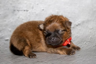 Les chiots de Spitz allemand