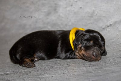Les chiots de Teckel poil dur