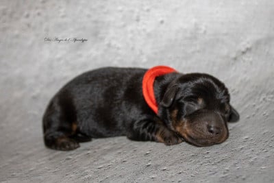 Les chiots de Teckel poil dur