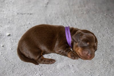 Les chiots de Teckel poil dur