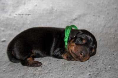 Les chiots de Teckel poil dur