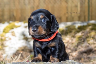 Les chiots de Teckel poil long
