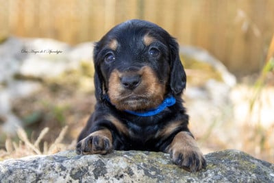 Les chiots de Teckel poil long