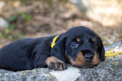 Les chiots de Teckel poil dur