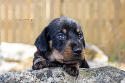 Les chiots de Teckel poil dur