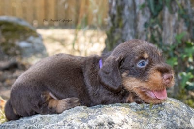 Les chiots de Teckel poil dur