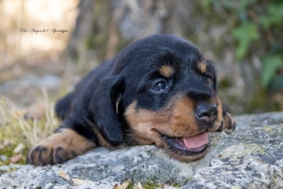 Les chiots de Teckel poil dur
